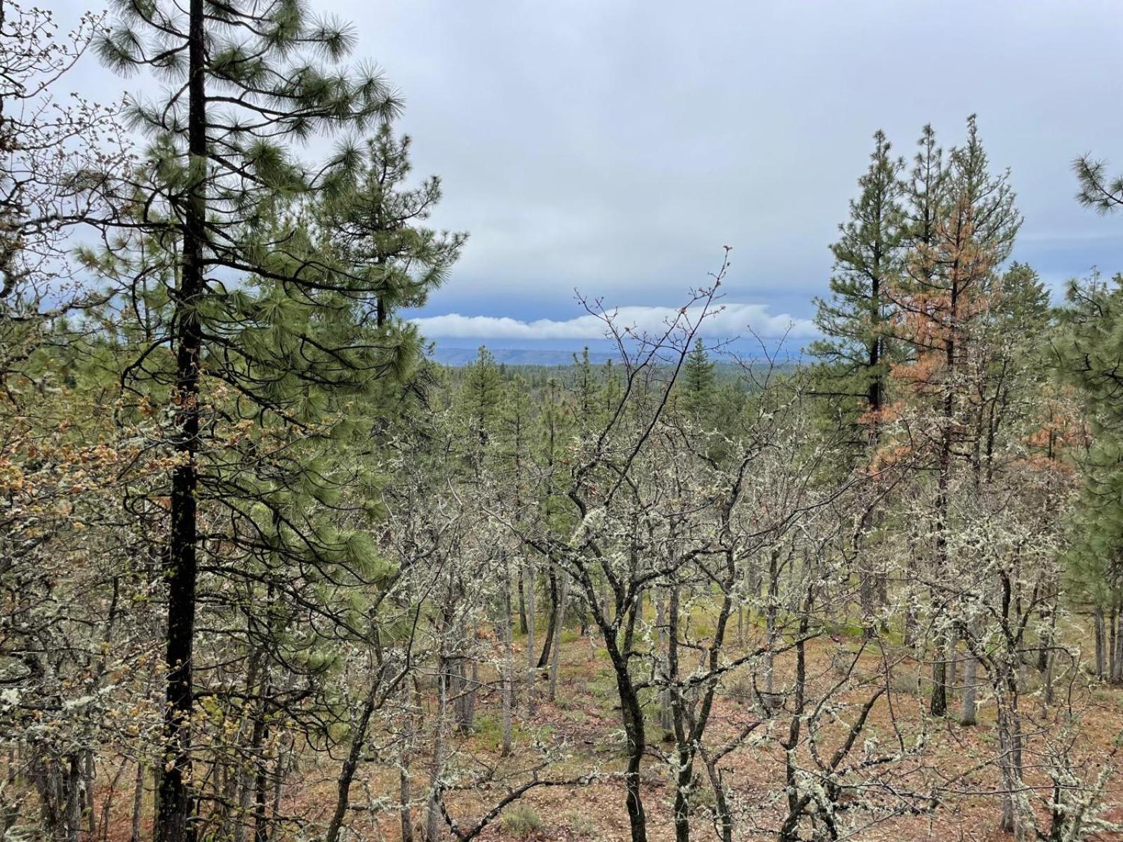 ホテル Treehouse Ranch Goldendale エクステリア 写真